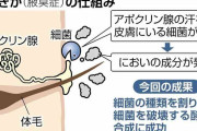 「わきが」原因の細菌特定、においの原因菌だけ破壊する酵素の合成にも成功