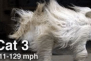 ハリケーンの強さを猫で表現してみた。5つのカテゴリーを5つのニャテゴリーで。