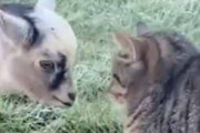 ネコと小さな子ヤギが出会った。にゃんだこいつ？ → こうなる…