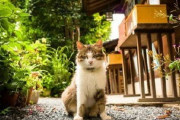 中国人「日本の野良猫は何故あんなに人間社会に溶け込んでるのか」　中国の反応