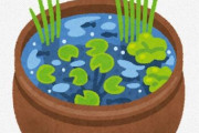 仮にママが庭で植物を育ててる睡蓮鉢にメダカをこっそり入れたとして