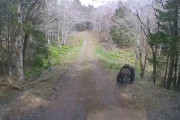 【動画】クマサンの攻撃レベチすぎて大人の男性も悲鳴をあげて全力逃亡