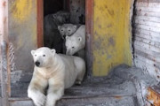 【動画】旧ソ連の廃墟となった建物で最高の暮らしをするホッキョクグマを発見。