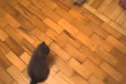 【ねこ動画】おもちゃvsねこ、散歩タイム