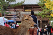 なぜ奈良の鹿は保護されて千葉の鹿は害獣扱いされて殺されるのか？