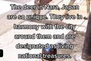海外「なんてかしこいんだ…運転手にもあっぱれだ！！」横断歩道を歩行する鹿と車のやり取りが海外で話題に！