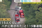 【広島】山登り中の児童15人がハチに刺される　大人4人含む計19人が刺され搬送