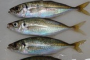 アジ釣ってきた（※画像あり）