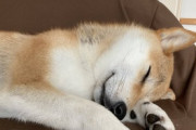 【画像】うちの柴犬が子供に抱きつかれて、なんとも言えない表情してるwww
