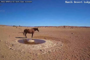【動画】ナミブ砂漠に設置された人工水飲み場を見守るライブカメラ配信が癒されるとひそかに話題に