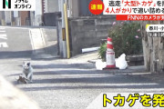 【衝撃】トカゲが猫に追いかけられる映像が凄すぎるｗｗｗｗ