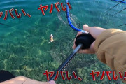 【感動】YouTuber、海で釣りをしていたところ偶然にも海面に浮かんでいる子猫を発見　救助し71万再生