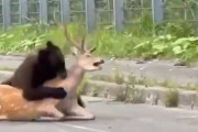 【動画】北海道の道路で熊が鹿を襲う瞬間が撮影される…これはエグい…