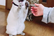 【ねこ画像】シロネコのすごい動きｗ、クールなねこたち ほか【再】