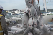 韓国人「韓国が遠洋マグロを獲りまくって漁獲量世界１位に！」→「日本が減った理由は？」　韓国の反応