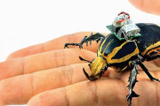 「昆虫サイボーグ」が災害時のがれきの中、行方不明者を探索…5年以内に実用化したい！