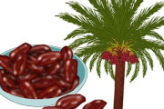 【スーパーフード】この間デーツっていう食い物教えてくれたおんJ民