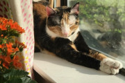 【ねこ画像】窓辺でのびーっ、ハチワレさん、ねこベッドにふかふかしっぽ ほか