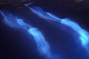 【なにこれ綺麗】発光しながら泳ぐイルカ！？米カリフォルニア沖で幻想的な光景が撮影され話題に（動画あり）
