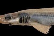 専門家も唖然、イタリア近海で「皮膚のないサメ」が発見される！気候変動による突然変異か…