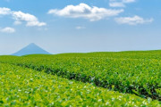 静岡県、「荒茶」生産量を鹿児島県に抜かれる　65年連続首位がついに陥落