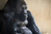 【悲報】動物園「ゴリラがスマホ中毒になりかかっている」