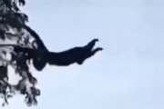目測を誤った小猿。枝から大ジャンプ失敗で地面に激突してしまう・・・。