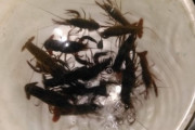 川で捕まえてきたザリガニを食べるで（※画像あり）