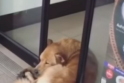 【動画】自動ドアに挟まれながら眠り続けるワンコが可愛すぎｗｗｗシュールな光景に思わず笑ってしまう