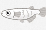 アクア民さん「メダカは魚っぽくない」　→ その理由が難しすぎる・・・