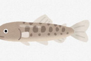 【魚】琵琶湖の名物「ビワマス」実は新種だった 学名は「オンコリンカス・ビワエンシス」に　琵琶湖博物館