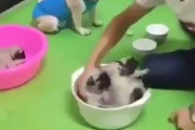犬の動体視力ヤバくね！？