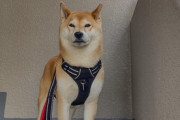 【画像】うちの柴犬と一緒に山登りしてきました…いい景色ですねwww