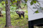 【動画】日本カモシカさん、発見される