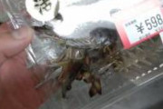 【豪運】スーパーの鮮魚コーナーでめちゃくちゃ活きの良い車エビが売っていたので飼育してみようと思います。