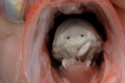 【画像】魚の喉に寄生する虫が可愛すぎると話題にｗｗｗｗｗｗｗｗｗｗｗｗｗｗ