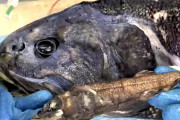 【新種】1m超えの巨大深海魚が発見される！！！！！