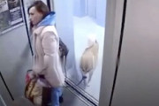 【動画】ペットを連れた女性に起きたエレベーターの事故。あぶねえ(°_°)