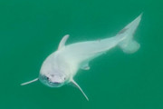 生まれたてのホホジロザメ、初観察か 米カリフォルニア沖