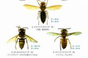 スズメバチ「俺つえーｗｗｗｗ毎年20人も殺してるｗｗｗｗ」餅「1300人」スズメバチ「え？」