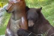 一方通行の愛だっていい！銅像に恋したクマが熱烈アプローチ