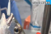【動画】中国、コロナ拡大で今度はお魚にPCR検査！魚の口に綿棒入れて、カニにも～！w
