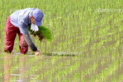 【悲報】GW田植えのために田舎に帰る人がいるみたいなんだが