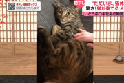 【悲報】例の歌う猫、やっぱり尻尾を握られて歌わされていた