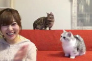 指原莉乃さん、猫の人気ランキングにまで影響するタレントになってしまう
