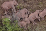 【中国】北進中のゾウが集団で睡眠　オスの1頭が群れから離脱
