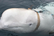 ロシアのスパイ疑惑があるシロイルカ、スウェーデンに出没　ロシアの公式見解は・・・