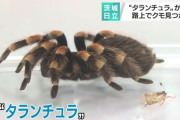 女性『ちょっとまって…道端にタランチュラが歩いてるんですけど！！』