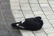 【画像】鳩、NIKEになってしまうｗｗｗｗｗｗｗｗｗｗｗｗｗｗｗｗｗ