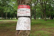 【東京五輪】＜「自然破壊」と批判殺到！＞代々木公園で「パブリックビューイング」会場建設へ、木の剪定作業が始まる...........